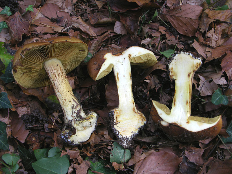 Vediamo se gioca qualcuno....(cfr. Cortinarius elegantior)